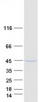 GMPR2 Protein - Purified recombinant protein GMPR2 was analyzed by SDS-PAGE gel and Coomassie Blue Staining