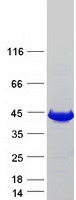 GMPR2 Protein - Purified recombinant protein GMPR2 was analyzed by SDS-PAGE gel and Coomassie Blue Staining