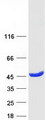 GMPR2 Protein - Purified recombinant protein GMPR2 was analyzed by SDS-PAGE gel and Coomassie Blue Staining