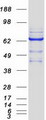 GMPS / GMP Synthase Protein - Purified recombinant protein GMPS was analyzed by SDS-PAGE gel and Coomassie Blue Staining