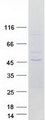 GNA11 Protein - Purified recombinant protein GNA11 was analyzed by SDS-PAGE gel and Coomassie Blue Staining