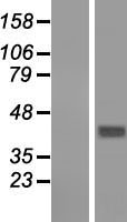 GNA14 Protein - Western validation with an anti-DDK antibody * L: Control HEK293 lysate R: Over-expression lysate