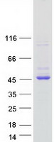 GNAI1 / Gi Protein - Purified recombinant protein GNAI1 was analyzed by SDS-PAGE gel and Coomassie Blue Staining