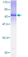 GNAI2 Protein - 12.5% SDS-PAGE of human GNAI2 stained with Coomassie Blue