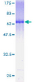 GNAI2 Protein - 12.5% SDS-PAGE of human GNAI2 stained with Coomassie Blue