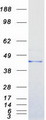 GNAI2 Protein - Purified recombinant protein GNAI2 was analyzed by SDS-PAGE gel and Coomassie Blue Staining