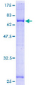 GNAI3 Protein - 12.5% SDS-PAGE of human GNAI3 stained with Coomassie Blue