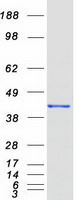 GNAI3 Protein - Purified recombinant protein GNAI3 was analyzed by SDS-PAGE gel and Coomassie Blue Staining