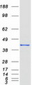 GNAI3 Protein - Purified recombinant protein GNAI3 was analyzed by SDS-PAGE gel and Coomassie Blue Staining