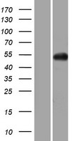 GNAL Protein - Western validation with an anti-DDK antibody * L: Control HEK293 lysate R: Over-expression lysate