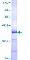 GNAL Protein - 12.5% SDS-PAGE Stained with Coomassie Blue.