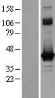 GNAO1 Protein - Western validation with an anti-DDK antibody * L: Control HEK293 lysate R: Over-expression lysate