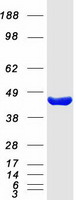 GNAO1 Protein - Purified recombinant protein GNAO1 was analyzed by SDS-PAGE gel and Coomassie Blue Staining