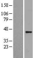 GNAQ Protein - Western validation with an anti-DDK antibody * L: Control HEK293 lysate R: Over-expression lysate