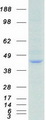 GNAQ Protein - Purified recombinant protein GNAQ was analyzed by SDS-PAGE gel and Coomassie Blue Staining