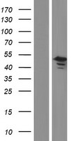 GNAS Protein - Western validation with an anti-DDK antibody * L: Control HEK293 lysate R: Over-expression lysate