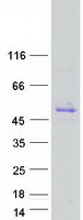 GNAS Protein - Purified recombinant protein GNAS was analyzed by SDS-PAGE gel and Coomassie Blue Staining