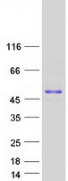 GNAS Protein - Purified recombinant protein GNAS was analyzed by SDS-PAGE gel and Coomassie Blue Staining