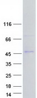 GNAS Protein - Purified recombinant protein GNAS was analyzed by SDS-PAGE gel and Coomassie Blue Staining