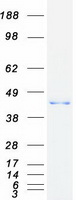 GNAT2 Protein - Purified recombinant protein GNAT2 was analyzed by SDS-PAGE gel and Coomassie Blue Staining