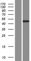 GNAT3 / Gustducin Protein - Western validation with an anti-DDK antibody * L: Control HEK293 lysate R: Over-expression lysate