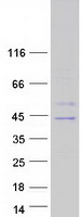 GNAT3 / Gustducin Protein - Purified recombinant protein GNAT3 was analyzed by SDS-PAGE gel and Coomassie Blue Staining