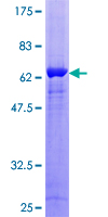 GNB1L / FKSG1 Protein - 12.5% SDS-PAGE of human GNB1L stained with Coomassie Blue