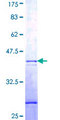 GNB1L / FKSG1 Protein - 12.5% SDS-PAGE Stained with Coomassie Blue.