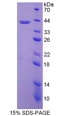 GNB2 Protein - Recombinant  G Protein Beta 2 By SDS-PAGE