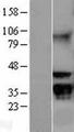 GNB2L1 / RACK1 Protein - Western validation with an anti-DDK antibody * L: Control HEK293 lysate R: Over-expression lysate