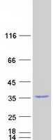 GNB2L1 / RACK1 Protein - Purified recombinant protein RACK1 was analyzed by SDS-PAGE gel and Coomassie Blue Staining