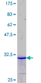GNG11 Protein - 12.5% SDS-PAGE Stained with Coomassie Blue.