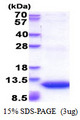 GNG11 Protein