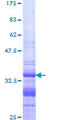 GNG12 Protein - 12.5% SDS-PAGE Stained with Coomassie Blue