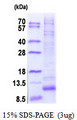 GNG12 Protein