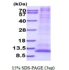 GNG12 Protein