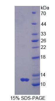 GNG2 Protein - Recombinant G Protein Gamma 2 (GNg2) by SDS-PAGE