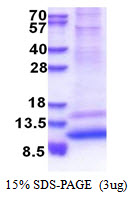GNG4 Protein