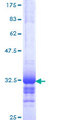 GNG5 Protein - 12.5% SDS-PAGE Stained with Coomassie Blue.
