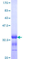 GNG8 Protein - 12.5% SDS-PAGE Stained with Coomassie Blue.