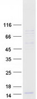GNG8 Protein - Purified recombinant protein GNG8 was analyzed by SDS-PAGE gel and Coomassie Blue Staining