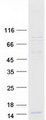 GNG8 Protein - Purified recombinant protein GNG8 was analyzed by SDS-PAGE gel and Coomassie Blue Staining