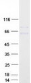GNL1 Protein - Purified recombinant protein GNL1 was analyzed by SDS-PAGE gel and Coomassie Blue Staining
