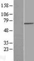 GNPAT / DHAP-AT Protein - Western validation with an anti-DDK antibody * L: Control HEK293 lysate R: Over-expression lysate