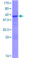 GNPDA2 Protein - 12.5% SDS-PAGE of human GNPDA2 stained with Coomassie Blue