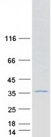 GNPDA2 Protein - Purified recombinant protein GNPDA2 was analyzed by SDS-PAGE gel and Coomassie Blue Staining