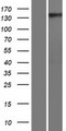 GNPTA / ICD Protein - Western validation with an anti-DDK antibody * L: Control HEK293 lysate R: Over-expression lysate