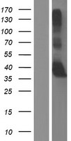 GNPTG Protein - Western validation with an anti-DDK antibody * L: Control HEK293 lysate R: Over-expression lysate