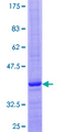 GNRH2 Protein - 12.5% SDS-PAGE of human GNRH2 stained with Coomassie Blue