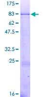 GNT-III / MGAT3 Protein - 12.5% SDS-PAGE of human MGAT3 stained with Coomassie Blue